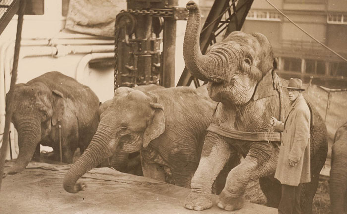 Elephants destined for Wirths’ circus on a ship’s deck circa 1925.